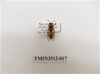 藏品(雙斑馬蜂)的圖片